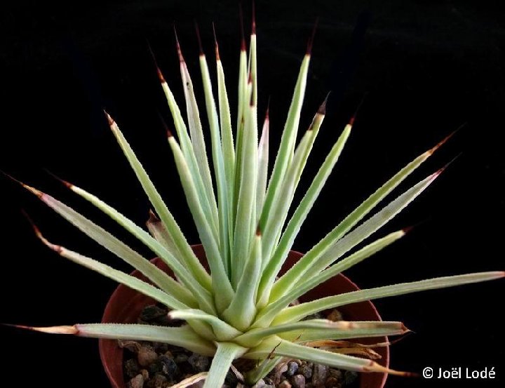 Agave stricta nana ©JL201